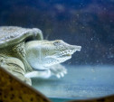 В Тульском экзотариуме живут более 30 черепах: фоторепортаж