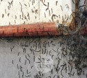 «Под ногами – ковер из насекомых, как в фильме ужасов!»: деревню под Тулой атаковали прожорливые гусеницы 