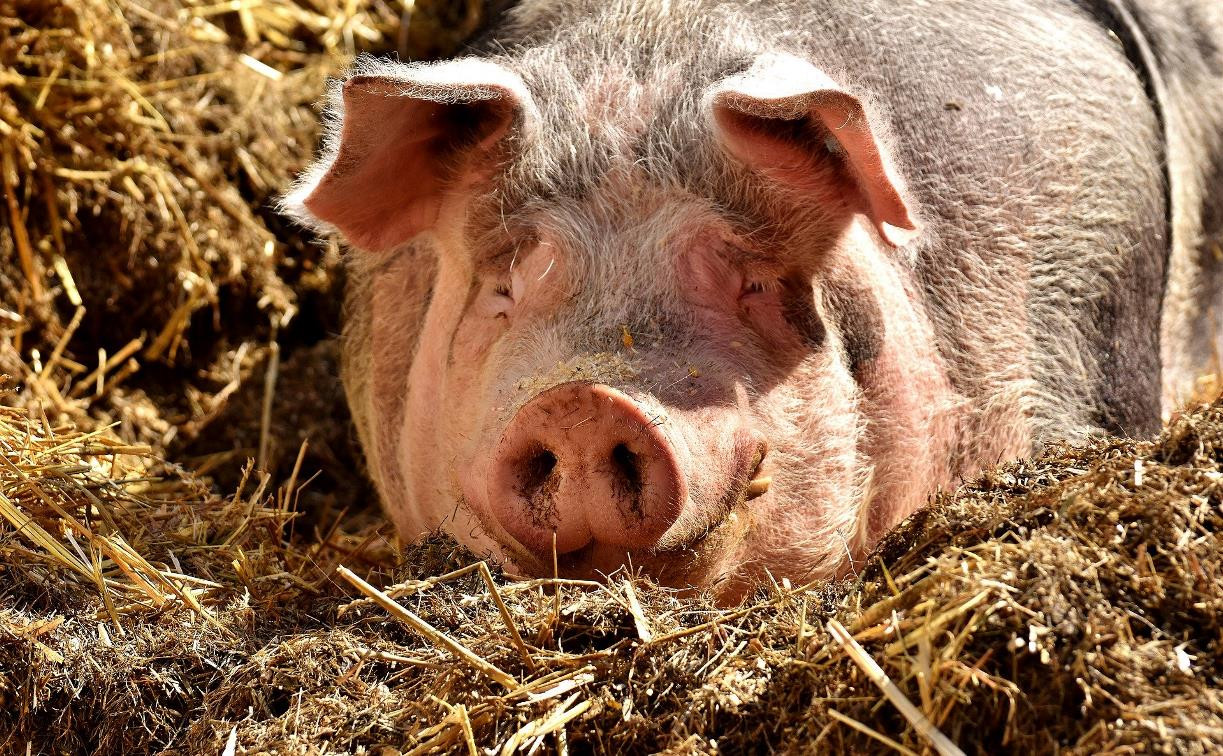Комитет по ветеринарии прокомментировал вспышку африканской чумы свиней в Тульской области