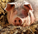 Комитет по ветеринарии прокомментировал вспышку африканской чумы свиней в Тульской области