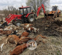 Что творится на месте массовой гибели скота в Тульской области: фоторепортаж Myslo