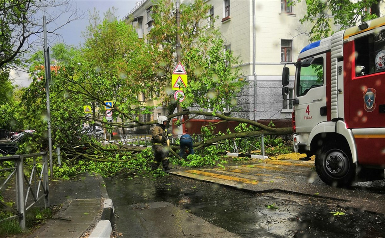 В Туле из-за сильного ветра дерево рухнуло на пешеходный переход