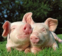 В Тульской области построят свинокомплекс на 450 000 голов