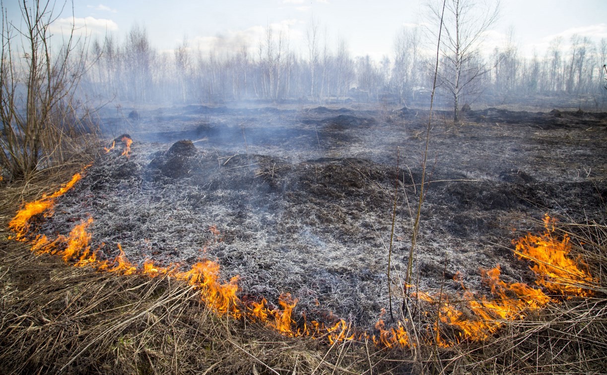 В Тульской области зафиксировали 74 случая горения сухой травы