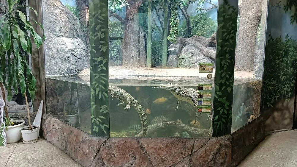 В Тульском экзотариуме к крокодиловому кайману подселили подругу 