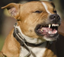 В России могут ввести ОСАГО для бойцовых собак