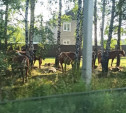 Бесхозный табун лошадей в тульском селе Частое: кони отправились на кладбище