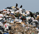 В Тульской области незаконно выбрасывают биологические отходы