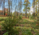 Осенью в тульских парках высадят около 3000 деревьев