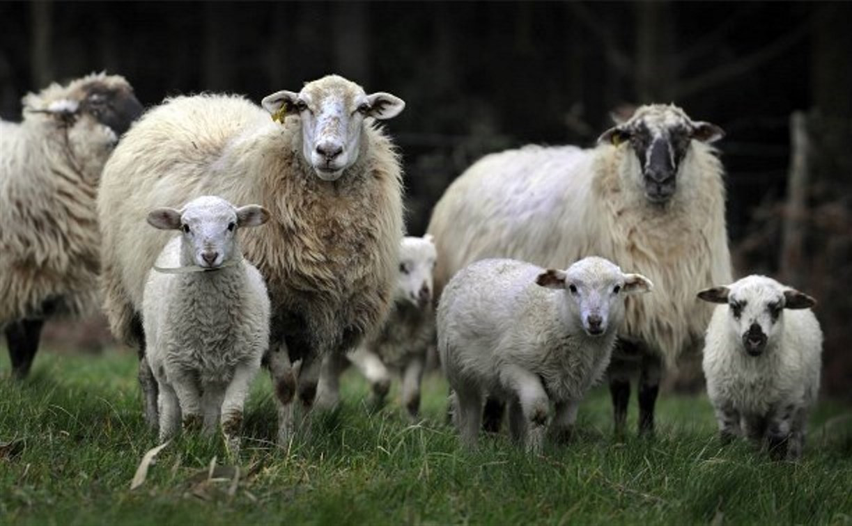В Чернском районе двое похитителей овец предстанут перед судом