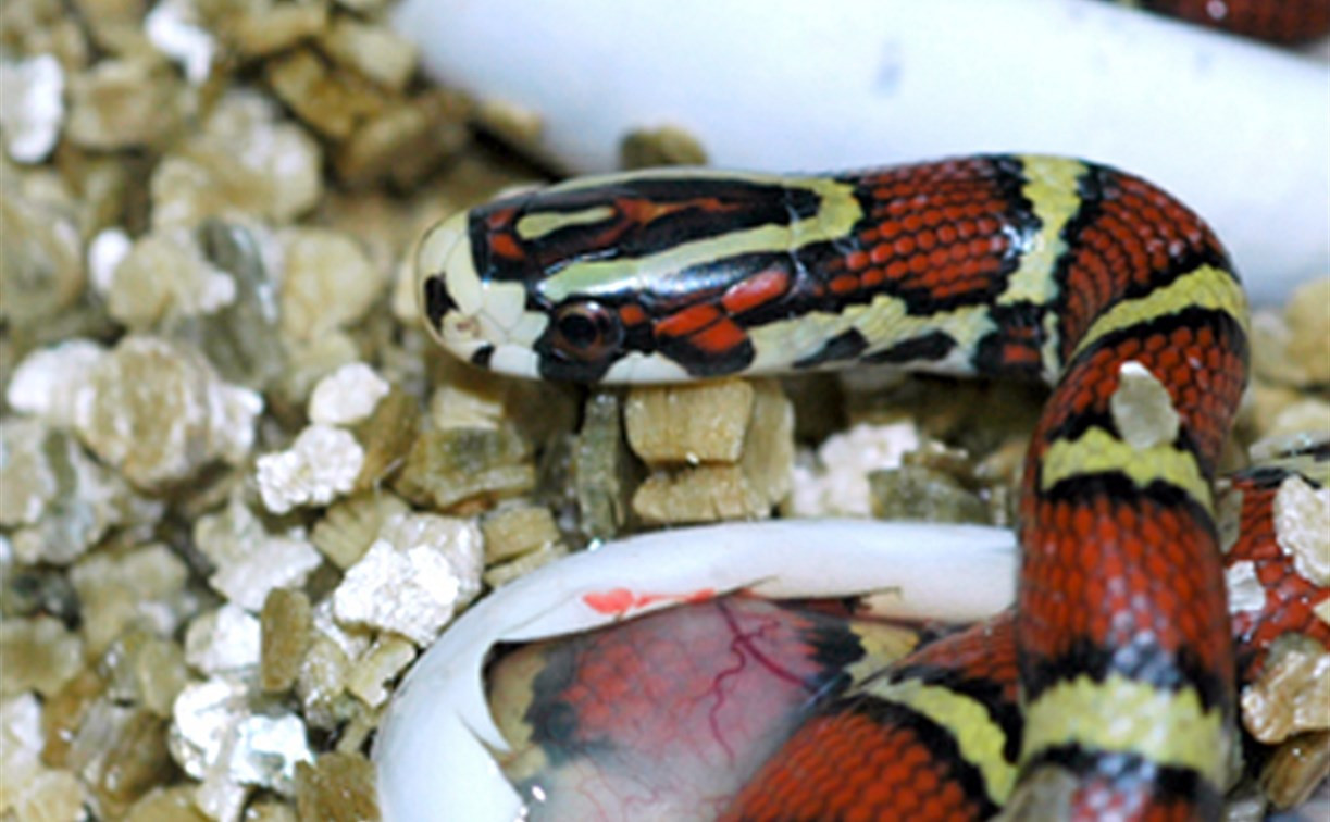 Тульский экзотариум приглашает на выставку детенышей змей