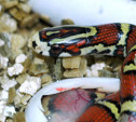 Тульский экзотариум приглашает на выставку детенышей змей