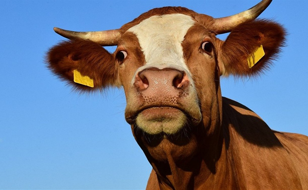 Аферист украл у тулячки деньги с карты под предлогом покупки коровы 