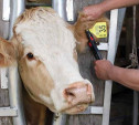 В Тульской области начнут производить ушные бирки для скота