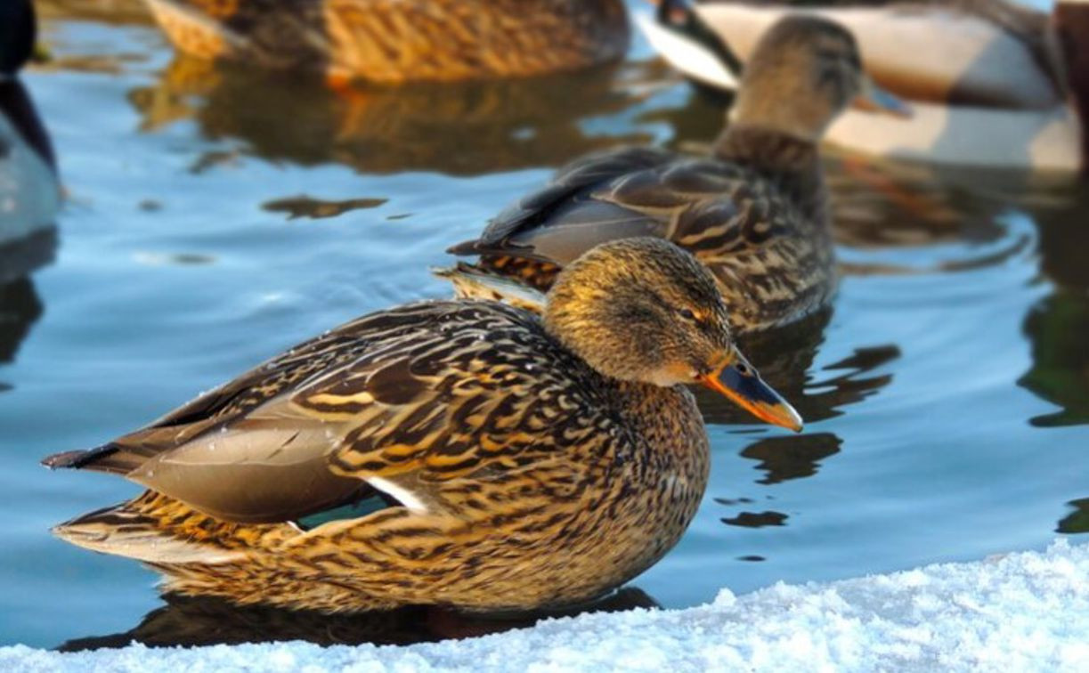 Акция «Серая шейка»: орнитологи просят туляков помочь в подсчёте водоплавающих птиц