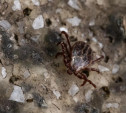 За неделю 57 жителей Тульской области пострадали от укусов клещей