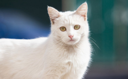 Жизнь Тулы и области