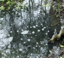 СЭС завершила исследование воды в прудах Ленинского района