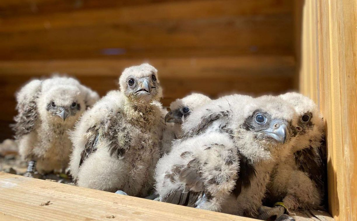 Тульские зоозащитники отправили на Алтай семь птенцов сокола-балобана