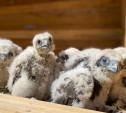 Тульские зоозащитники отправили на Алтай семь птенцов сокола-балобана