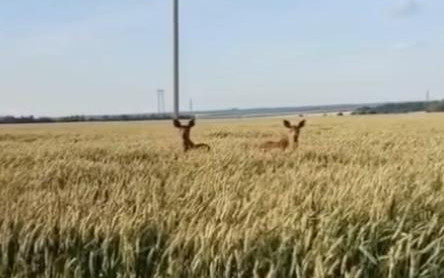 Жизнь Тулы и области