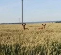 В Богородицком районе госохотинспектор помог лосятам найти их маму