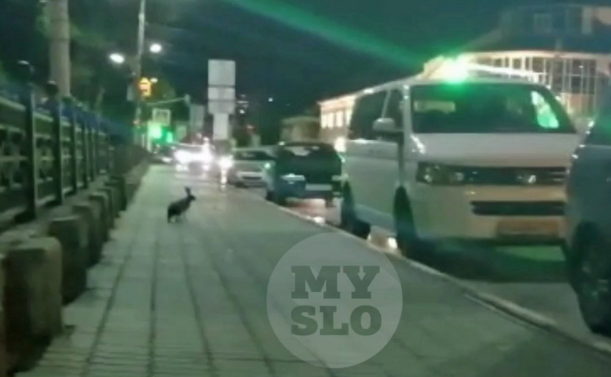 Бегающего возле Тульского кремля зайца снял на видео очевидец