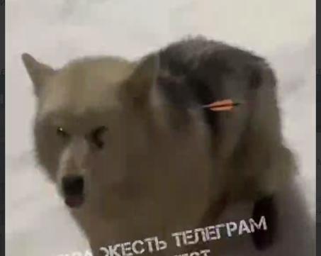 В Богородицком районе неизвестные расстреляли бездомную собаку из арбалета