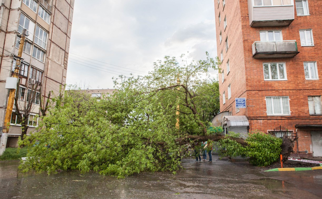 В Туле из-за сильного ветра повалило 43 дерева