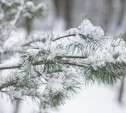 Погода в Туле 10 января: небольшой снег и до минус 10 градусов