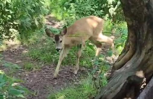 В зооуголке Центрального парка родились две косули