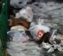 Администрация: крыс на проспекте Ленина будут травить до 27 ноября 