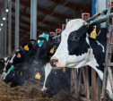 Два жителя табора украли с тульской фермы четырех коров и вывезли их в Калужскую область