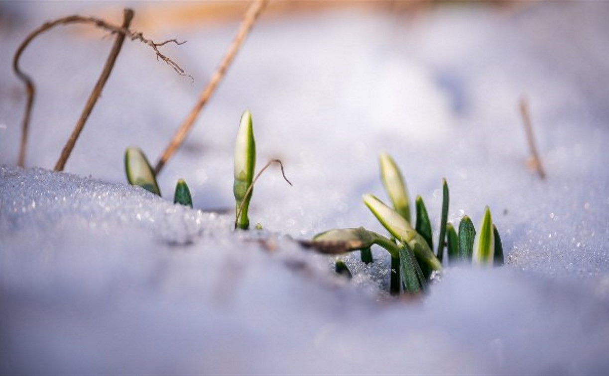 В первый день весны в Туле будет до +7°С