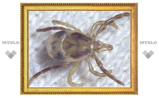 Клещи в подмосковье 2025. Ozyptila praticola. Клещ серый с пятнами на спине. Паук цикурина вения. Клещи в подмосковье 2023.