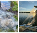 На Щекинском водохранилище нашли 800 метров незаконных рыболовных сетей