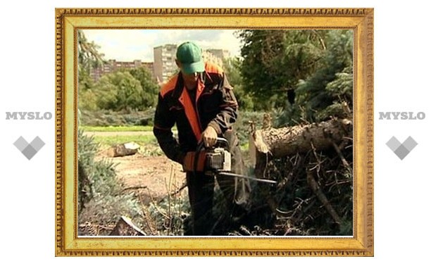 В Тульской области депутат незаконно рубил деревья