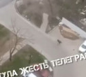 На улице Карпова туляки заметили лося: видео