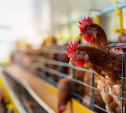 Россельхознадзор обнаружил нарушения в содержании кур на частном подворье под Плавском