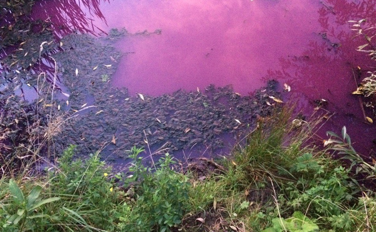 В розовый цвет Товарковское водохранилище окрасила водоросль хлорелла