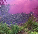 В розовый цвет Товарковское водохранилище окрасила водоросль хлорелла