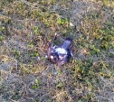 Массовая гибель птиц в Новомосковске: комитет ветеринарии провел проверку