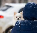 Погода в Туле 9 февраля: небольшой снег, гололедица и до нуля