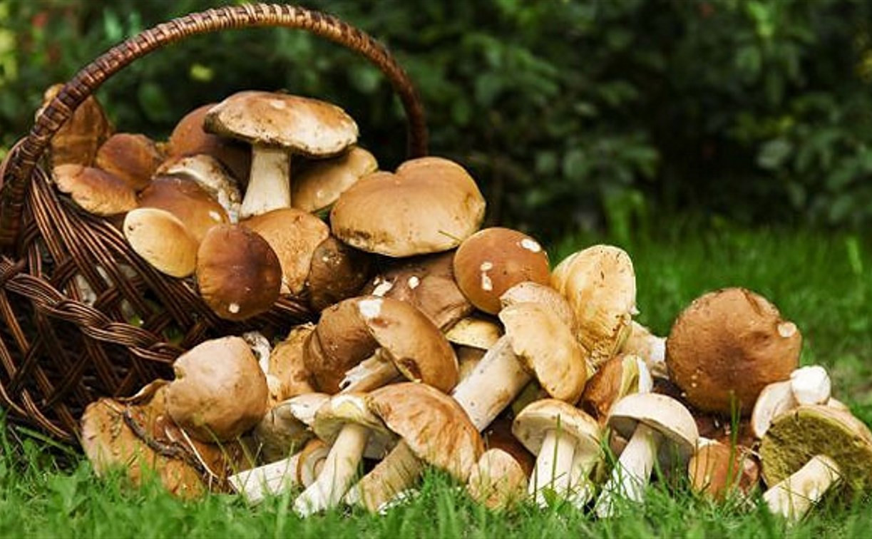 Синоптики: грибной сезон в Центральной России начнется на следующей неделе