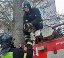 В марте новомосковские пожарные спасли с деревьев двух котов