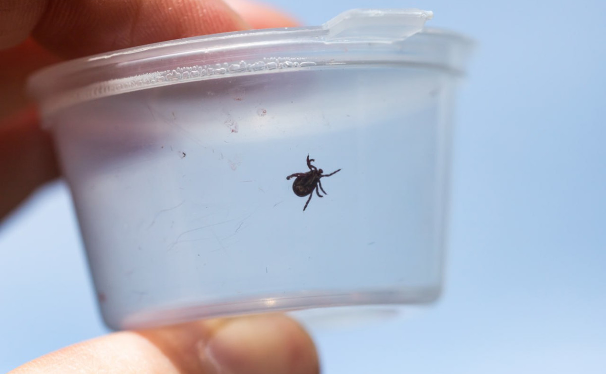 Роспотребнадзор: в Тульской области – высокий уровень заболеваемости клещевым боррелиозом