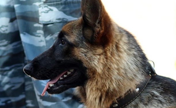 В Воловском районе полицейская собака нашла вора