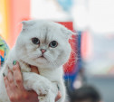 Фоторепортаж: В Туле прошла Международная выставка кошек