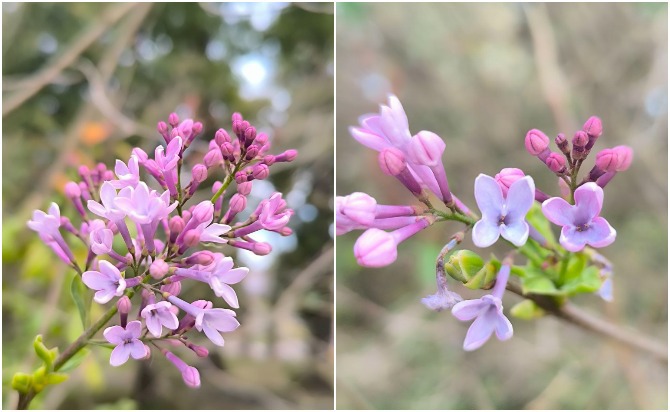 В октябре в Туле зацвела сирень