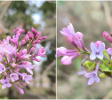 В октябре в Туле зацвела сирень